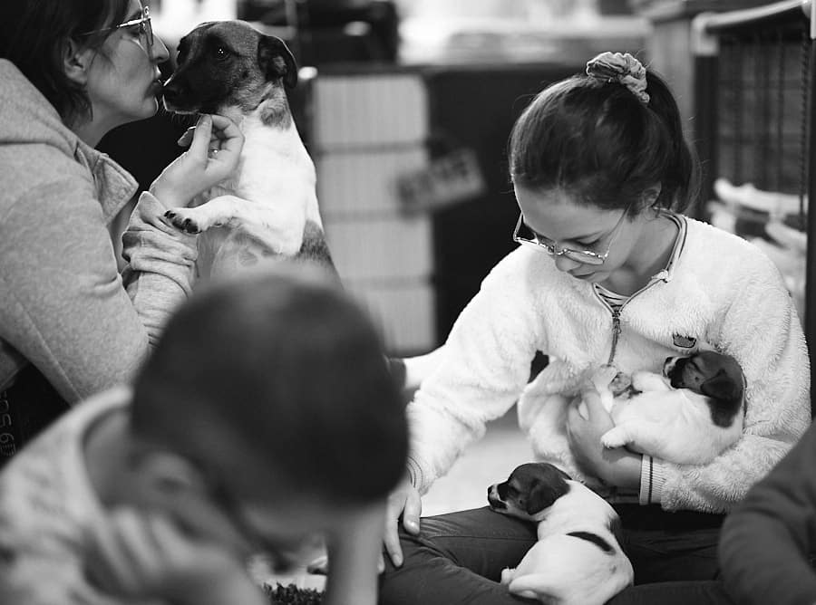 chiot jack russell elevage familial enfant socialisé sociabilisé sociabilisation socialisation équilibré