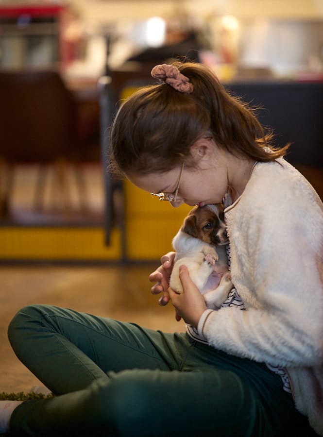 chiot jack russell elevage familial enfant socialisé sociabilisé sociabilisation socialisation équilibré