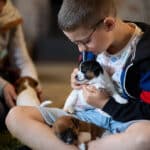 chiot jack russell elevage familial enfant socialisé sociabilisé sociabilisation socialisation équilibré