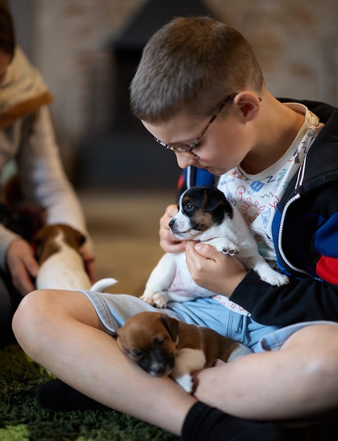 chiot jack russell elevage familial enfant socialisé sociabilisé sociabilisation socialisation équilibré
