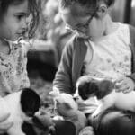 chiot jack russell elevage familial enfant socialisé sociabilisé sociabilisation socialisation équilibré