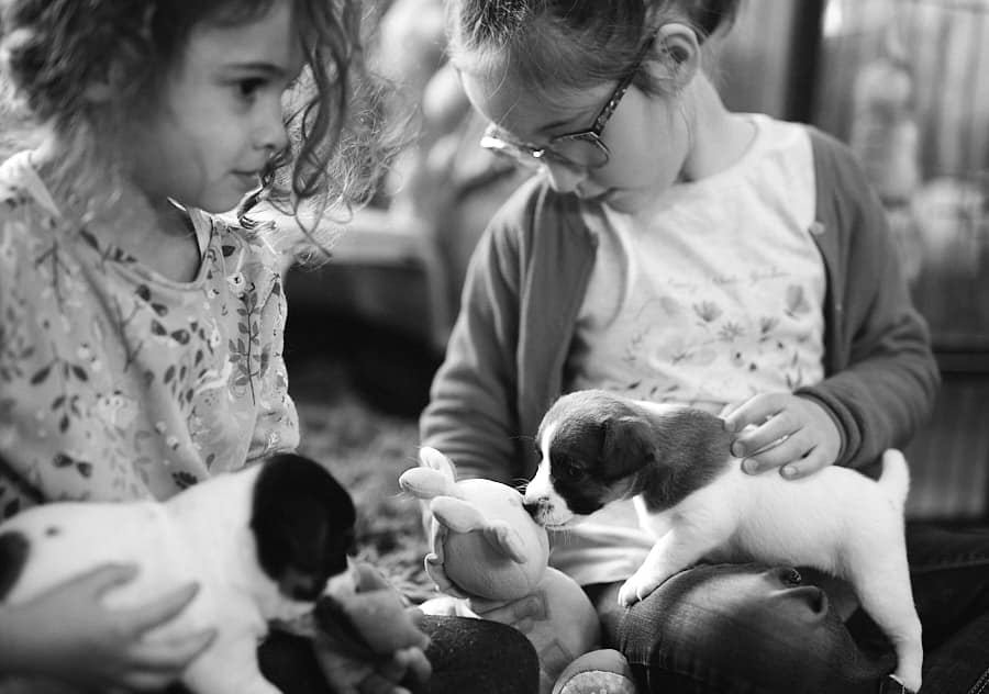 chiot jack russell elevage familial enfant socialisé sociabilisé sociabilisation socialisation équilibré