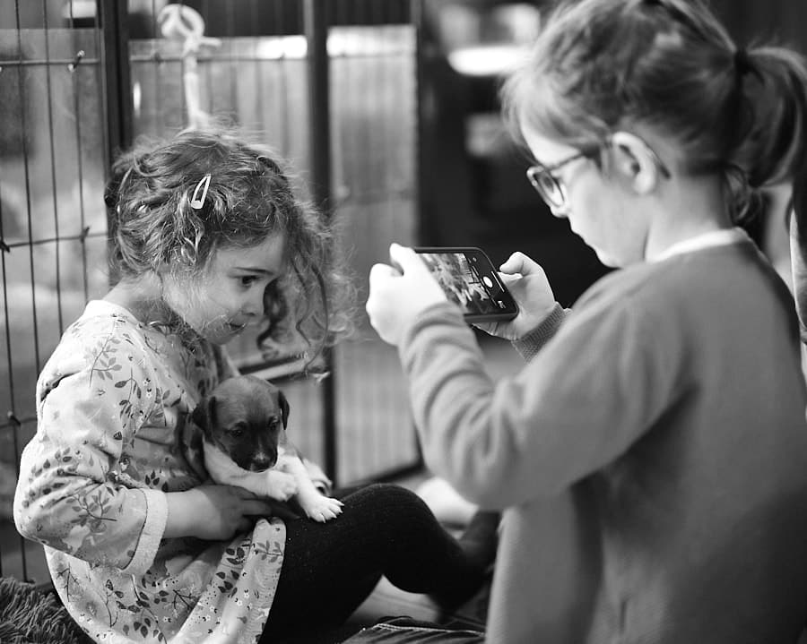 chiot jack russell elevage familial enfant socialisé sociabilisé sociabilisation socialisation équilibré