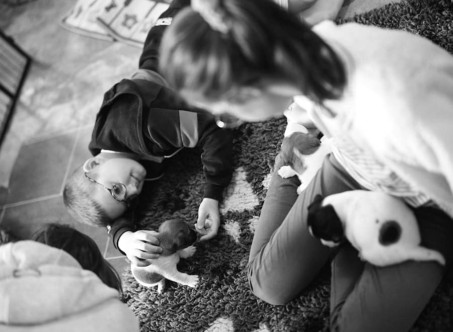 chiot jack russell elevage familial enfant socialisé sociabilisé sociabilisation socialisation équilibré