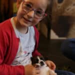 chiot jack russell elevage familial enfant socialisé sociabilisé sociabilisation socialisation équilibré