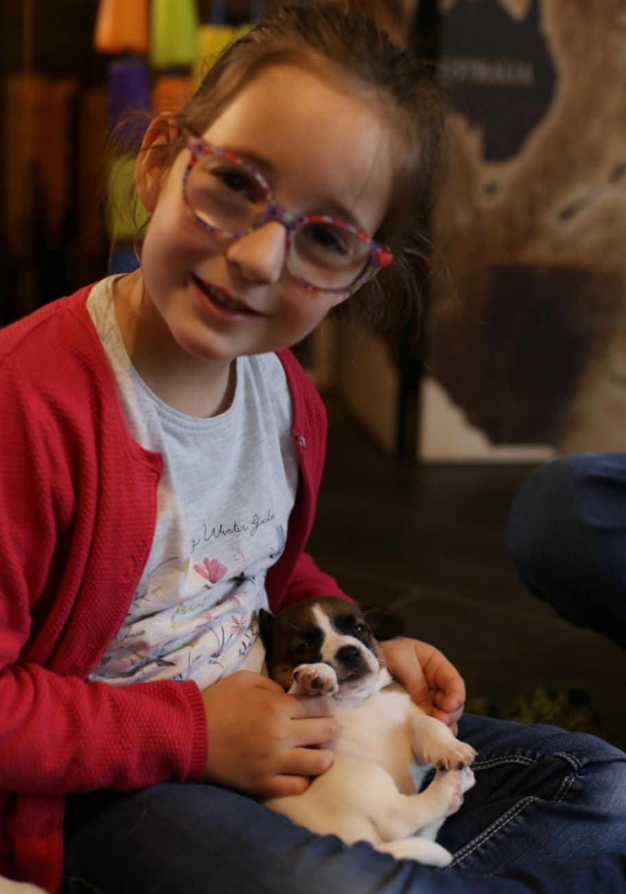 chiot jack russell elevage familial enfant socialisé sociabilisé sociabilisation socialisation équilibré