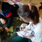 chiot jack russell elevage familial enfant socialisé sociabilisé sociabilisation socialisation équilibré