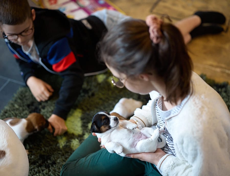 chiot jack russell elevage familial enfant socialisé sociabilisé sociabilisation socialisation équilibré