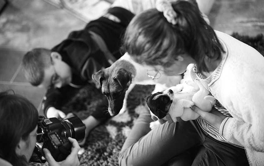 chiot jack russell elevage familial enfant socialisé sociabilisé sociabilisation socialisation équilibré