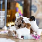 socialisation communication code canin jack russel elevage familal chiot sociabilisé