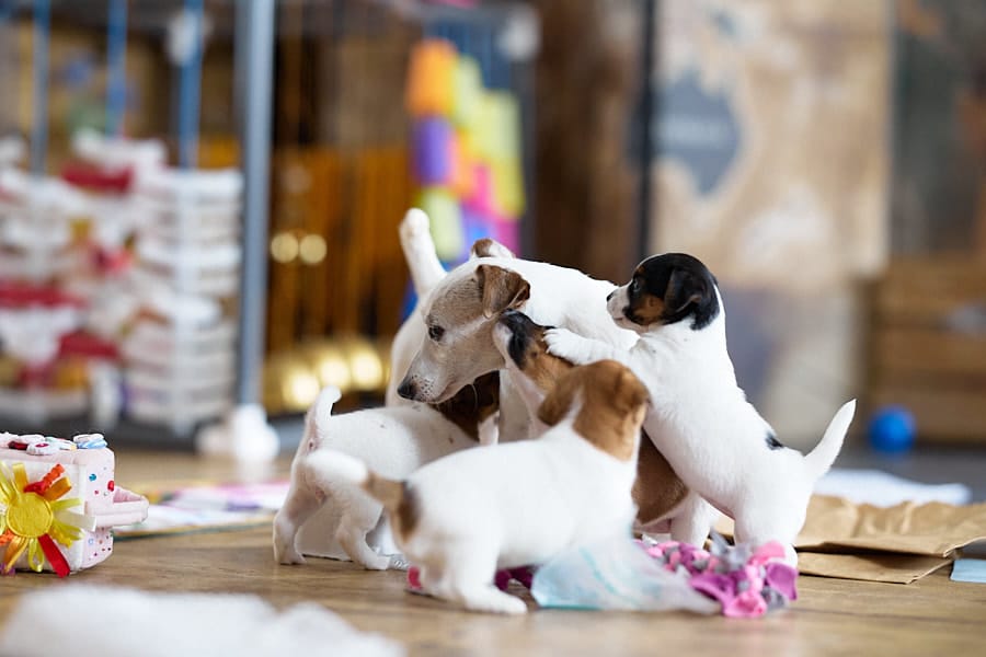 socialisation communication code canin jack russel elevage familal chiot sociabilisé