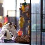 socialisation communication code canin jack russel elevage familal chiot sociabilisé