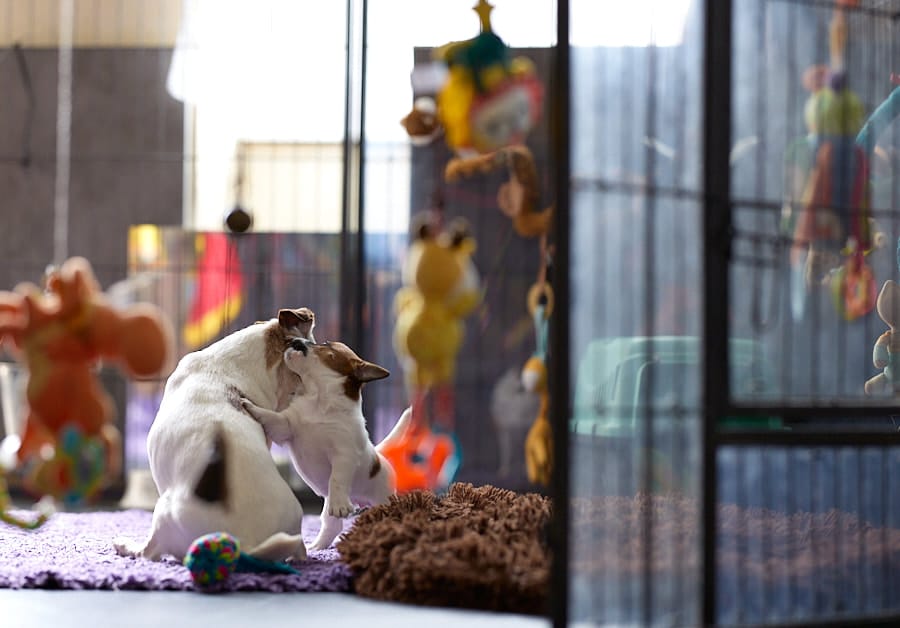 socialisation communication code canin jack russel elevage familal chiot sociabilisé