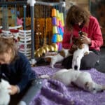 chiot jack russell elevage familial enfant socialisé sociabilisé sociabilisation socialisation équilibré