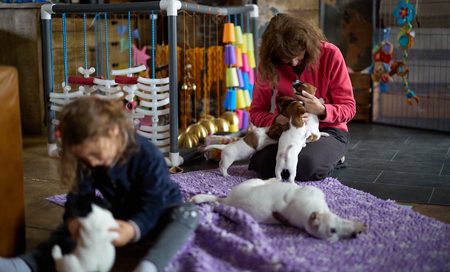 chiot jack russell elevage familial enfant socialisé sociabilisé sociabilisation socialisation équilibré
