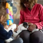 chiot jack russell elevage familial enfant socialisé sociabilisé sociabilisation socialisation équilibré