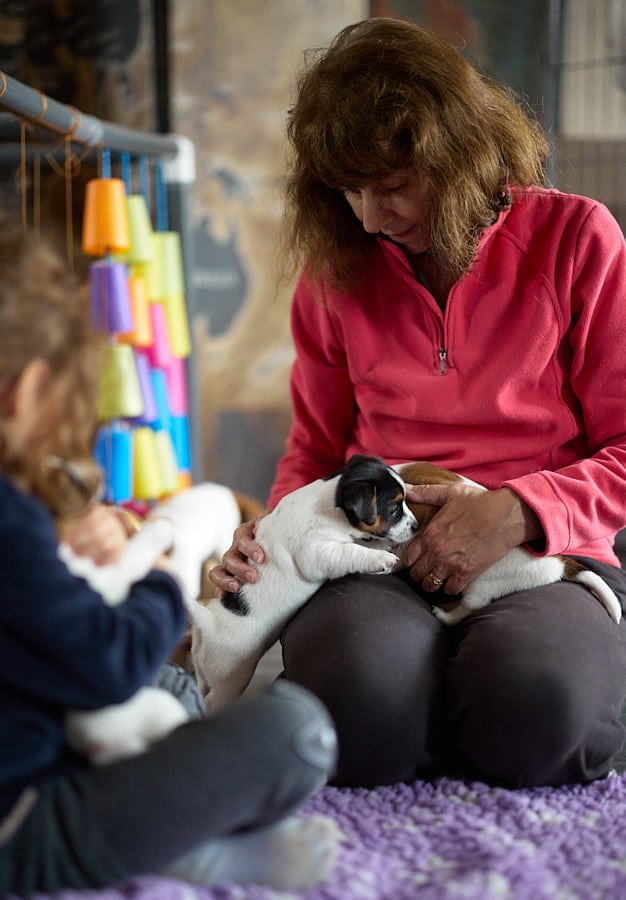 chiot jack russell elevage familial enfant socialisé sociabilisé sociabilisation socialisation équilibré