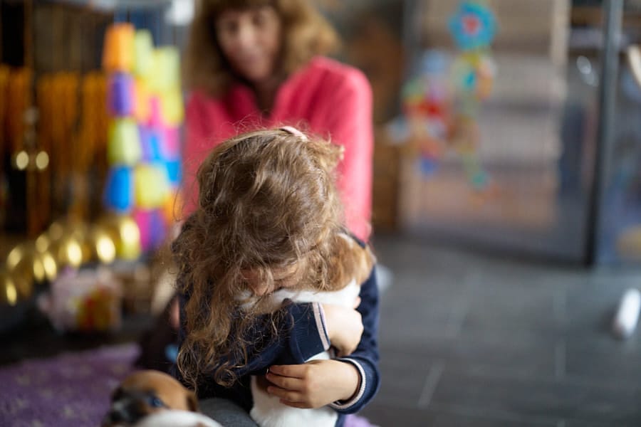 chiot jack russell elevage familial enfant socialisé sociabilisé sociabilisation socialisation équilibré