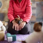 chiot jack russell elevage familial enfant socialisé sociabilisé sociabilisation socialisation équilibré