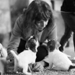 chiot jack russell elevage familial enfant socialisé sociabilisé sociabilisation socialisation équilibré