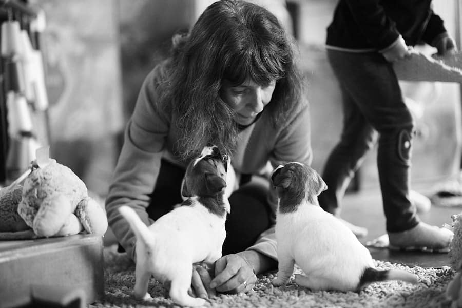 chiot jack russell elevage familial enfant socialisé sociabilisé sociabilisation socialisation équilibré