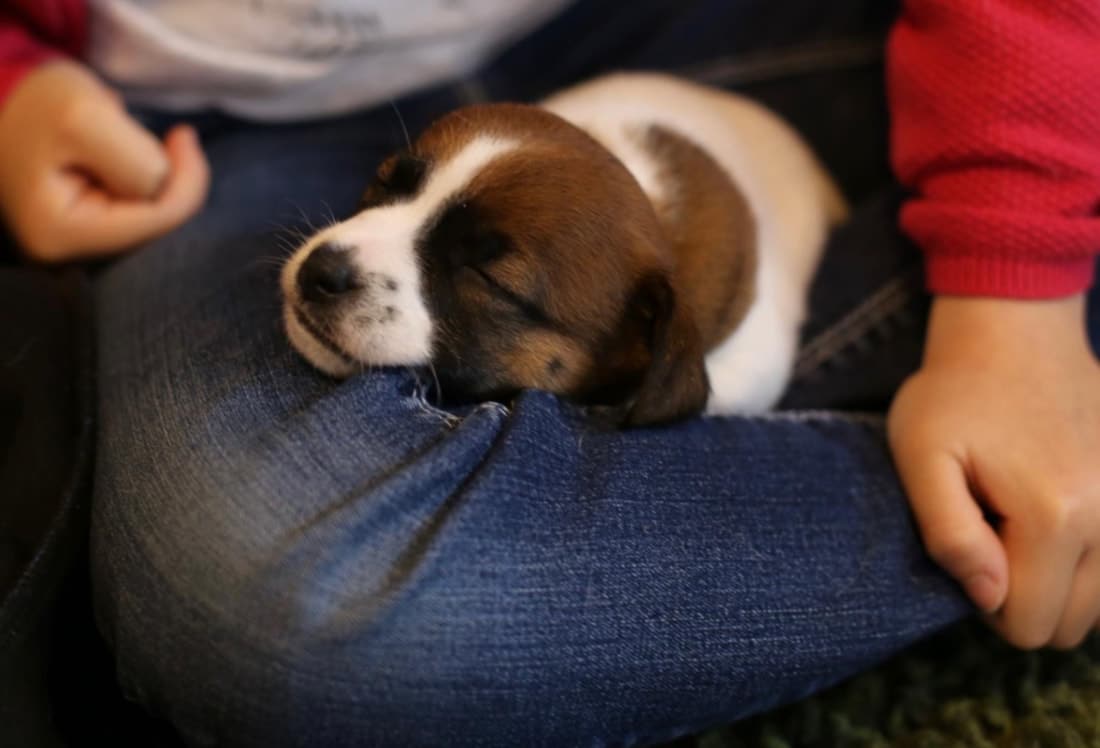 chiot jack russell elevage familial enfant socialisé sociabilisé sociabilisation socialisation équilibré