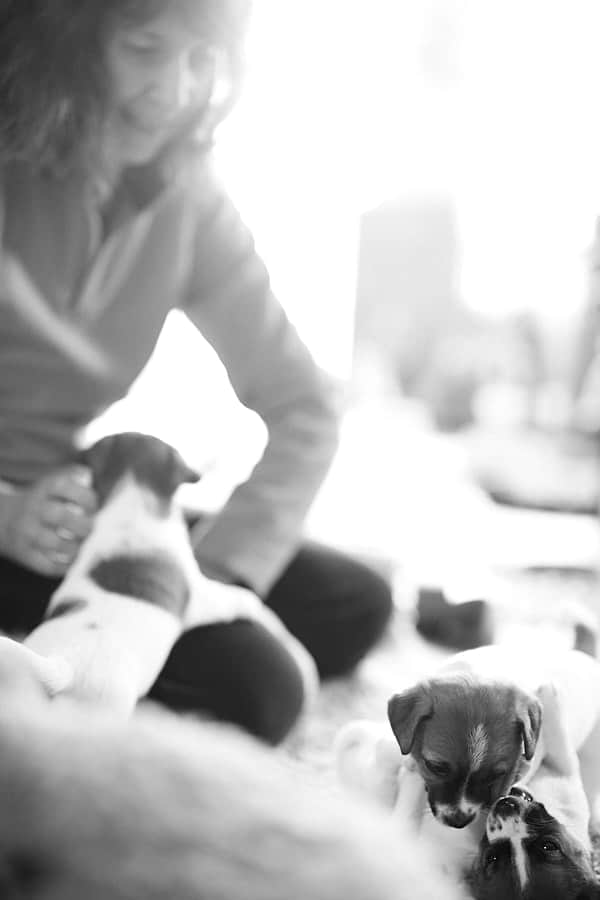 chiot jack russell elevage familial enfant socialisé sociabilisé sociabilisation socialisation équilibré