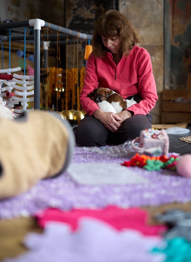 chiot jack russell elevage familial enfant socialisé sociabilisé sociabilisation socialisation équilibré