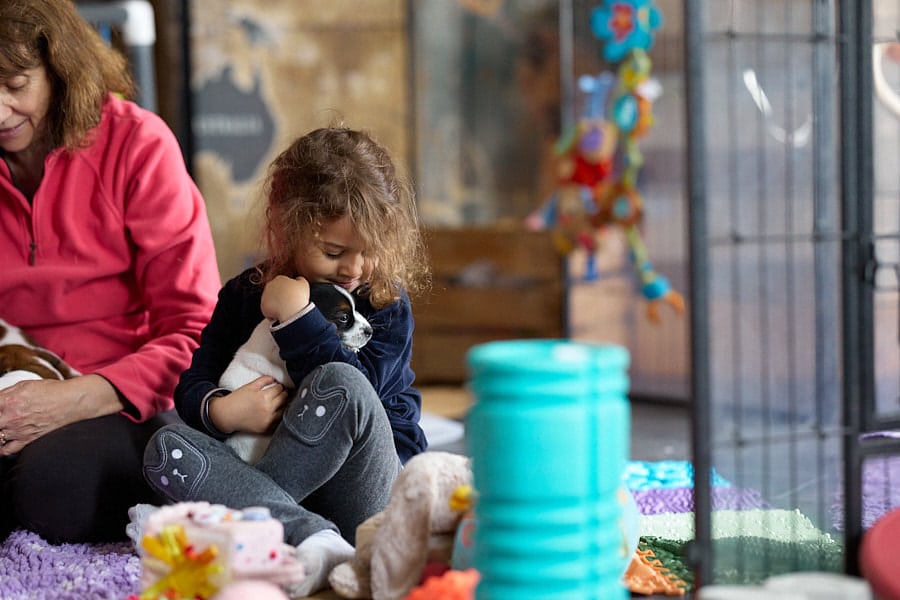 chiot jack russell elevage familial enfant socialisé sociabilisé sociabilisation socialisation équilibré