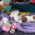 socialisation communication code canin jack russel elevage familal chiot sociabilisé