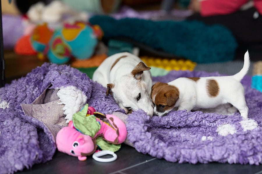 socialisation communication code canin jack russel elevage familal chiot sociabilisé