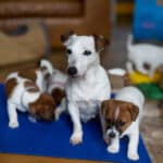 socialisation communication code canin jack russel elevage familal chiot sociabilisé