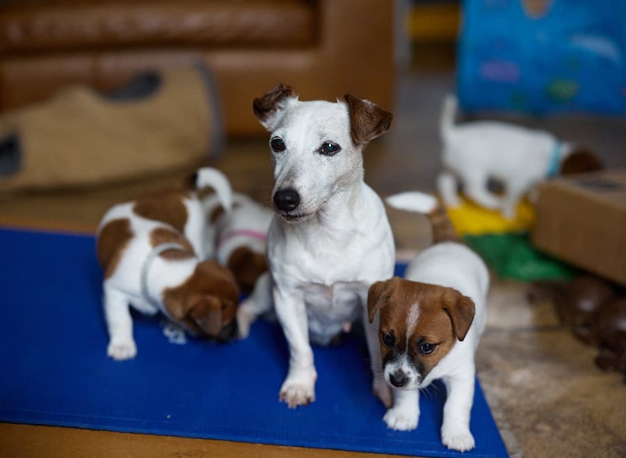 socialisation communication code canin jack russel elevage familal chiot sociabilisé