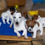 socialisation communication code canin jack russel elevage familal chiot sociabilisé