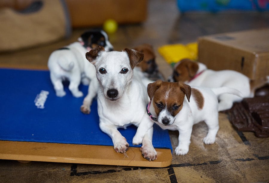 socialisation communication code canin jack russel elevage familal chiot sociabilisé