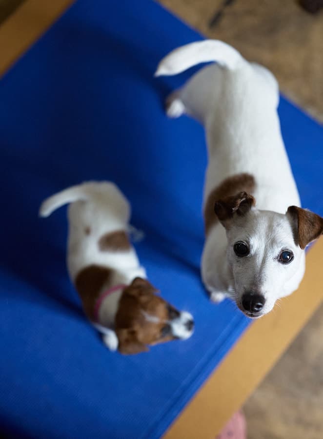 socialisation communication code canin jack russel elevage familal chiot sociabilisé