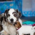 socialisation communication code canin jack russel elevage familal chiot sociabilisé