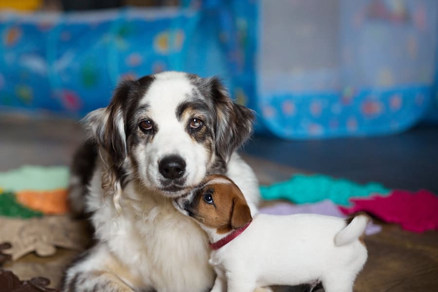 socialisation communication code canin jack russel elevage familal chiot sociabilisé