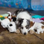 socialisation communication code canin jack russel elevage familal chiot sociabilisé