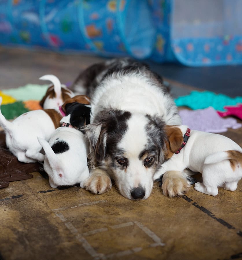 socialisation communication code canin jack russel elevage familal chiot sociabilisé