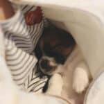 chiot jack russell elevage familial enfant socialisé sociabilisé sociabilisation socialisation équilibré