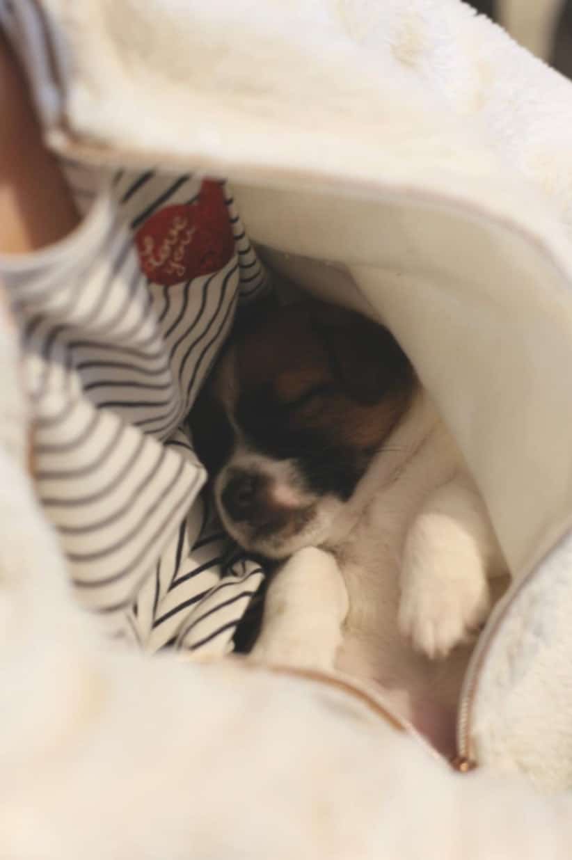 chiot jack russell elevage familial enfant socialisé sociabilisé sociabilisation socialisation équilibré