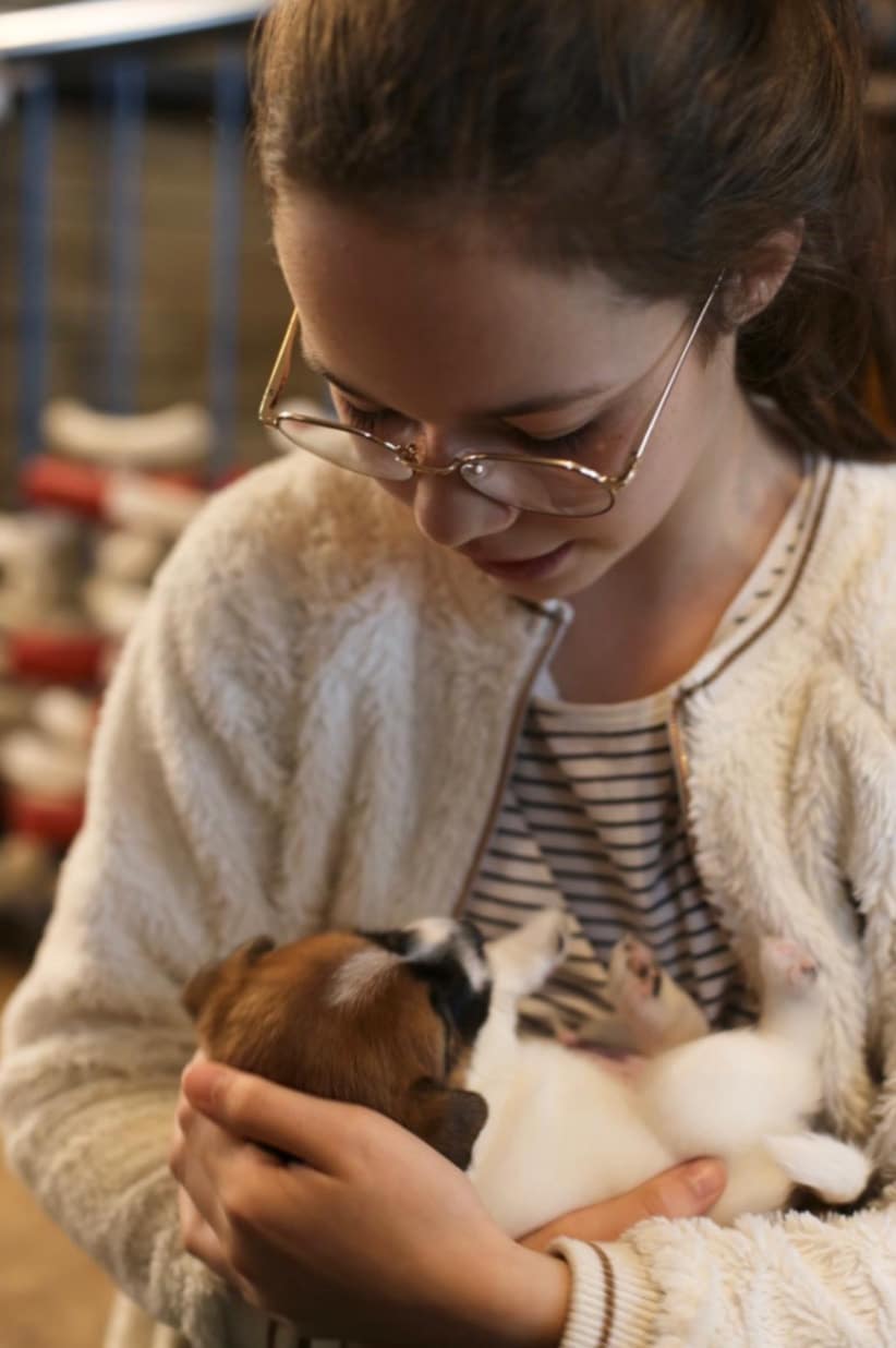 chiot jack russell elevage familial enfant socialisé sociabilisé sociabilisation socialisation équilibré