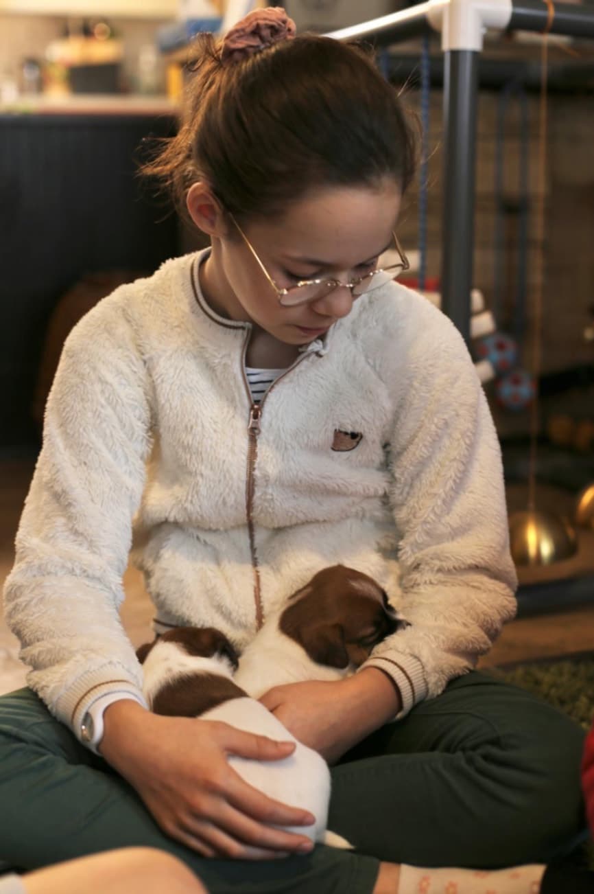 chiot jack russell elevage familial enfant socialisé sociabilisé sociabilisation socialisation équilibré