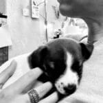 chiot jack russell elevage familial enfant socialisé sociabilisé sociabilisation socialisation équilibré