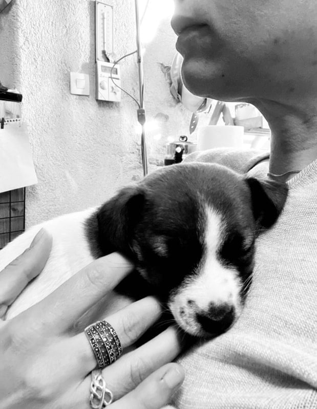 chiot jack russell elevage familial enfant socialisé sociabilisé sociabilisation socialisation équilibré