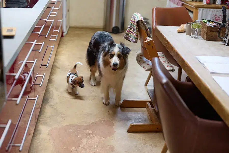 elevage familial socialisation sociabilisation chiot jack russel