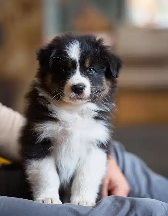 chiot berger australien élevage éveil socialisation choix caractère sociabilisé sociabilisation noir tricolore