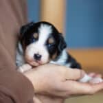 CHIOT JACK RUSSELL SOCIALISATION OPTIMALE EVEIL