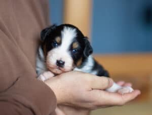 CHIOT JACK RUSSELL SOCIALISATION OPTIMALE EVEIL